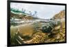 Underwater view of spawning salmon, Sitka, Alaska-Mark A Johnson-Framed Photographic Print