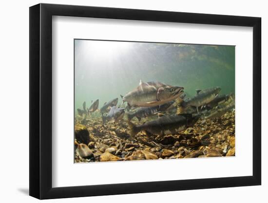 Underwater view of spawning salmon, Sitka, Alaska-Mark A Johnson-Framed Photographic Print