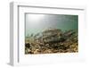 Underwater view of spawning salmon, Sitka, Alaska-Mark A Johnson-Framed Photographic Print