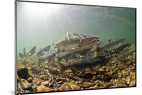 Underwater view of spawning salmon, Sitka, Alaska-Mark A Johnson-Mounted Photographic Print