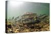 Underwater view of spawning salmon, Sitka, Alaska-Mark A Johnson-Stretched Canvas