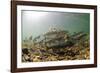 Underwater view of spawning salmon, Sitka, Alaska-Mark A Johnson-Framed Photographic Print