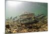 Underwater view of spawning salmon, Sitka, Alaska-Mark A Johnson-Mounted Photographic Print