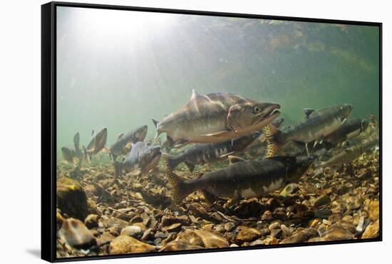 Underwater view of spawning salmon, Sitka, Alaska-Mark A Johnson-Framed Stretched Canvas