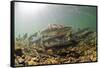 Underwater view of spawning salmon, Sitka, Alaska-Mark A Johnson-Framed Stretched Canvas