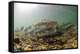 Underwater view of spawning salmon, Sitka, Alaska-Mark A Johnson-Framed Stretched Canvas