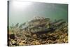 Underwater view of spawning salmon, Sitka, Alaska-Mark A Johnson-Stretched Canvas