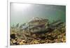 Underwater view of spawning salmon, Sitka, Alaska-Mark A Johnson-Framed Photographic Print