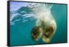 Underwater View of Swimming Polar Bear, Nunavut, Canada-Paul Souders-Framed Stretched Canvas