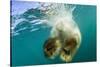 Underwater View of Swimming Polar Bear, Nunavut, Canada-Paul Souders-Stretched Canvas