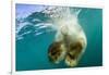 Underwater View of Swimming Polar Bear, Nunavut, Canada-Paul Souders-Framed Photographic Print