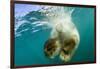 Underwater View of Swimming Polar Bear, Nunavut, Canada-Paul Souders-Framed Photographic Print