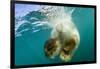 Underwater View of Swimming Polar Bear, Nunavut, Canada-Paul Souders-Framed Photographic Print