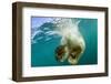 Underwater View of Swimming Polar Bear, Nunavut, Canada-Paul Souders-Framed Photographic Print