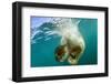 Underwater View of Swimming Polar Bear, Nunavut, Canada-Paul Souders-Framed Photographic Print