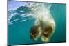 Underwater View of Swimming Polar Bear, Nunavut, Canada-Paul Souders-Mounted Photographic Print