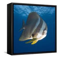 Underwater View of Teira Batfish at Manta Reef, Jangamo Beach, Guinjata Bay, Mozambique-Paul Souders-Framed Stretched Canvas