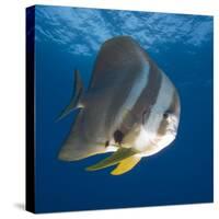 Underwater View of Teira Batfish at Manta Reef, Jangamo Beach, Guinjata Bay, Mozambique-Paul Souders-Stretched Canvas