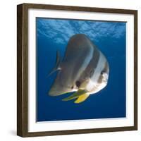 Underwater View of Teira Batfish at Manta Reef, Jangamo Beach, Guinjata Bay, Mozambique-Paul Souders-Framed Photographic Print