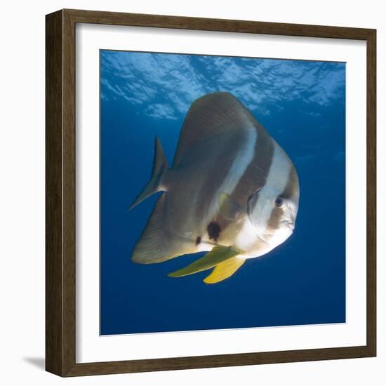 Underwater View of Teira Batfish at Manta Reef, Jangamo Beach, Guinjata Bay, Mozambique-Paul Souders-Framed Photographic Print