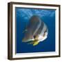 Underwater View of Teira Batfish at Manta Reef, Jangamo Beach, Guinjata Bay, Mozambique-Paul Souders-Framed Photographic Print