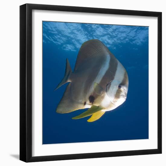 Underwater View of Teira Batfish at Manta Reef, Jangamo Beach, Guinjata Bay, Mozambique-Paul Souders-Framed Photographic Print