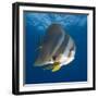 Underwater View of Teira Batfish at Manta Reef, Jangamo Beach, Guinjata Bay, Mozambique-Paul Souders-Framed Photographic Print