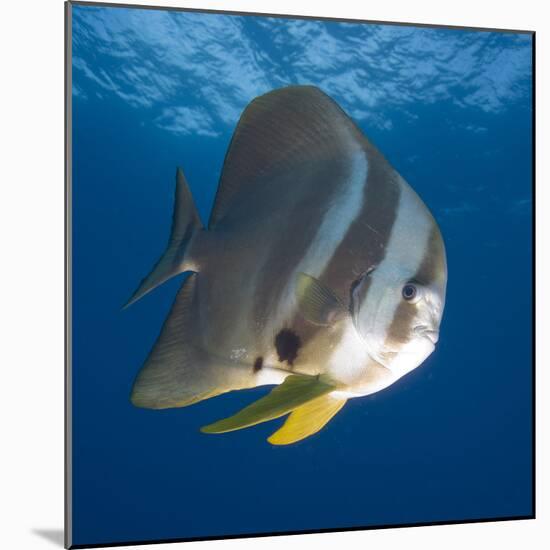 Underwater View of Teira Batfish at Manta Reef, Jangamo Beach, Guinjata Bay, Mozambique-Paul Souders-Mounted Photographic Print