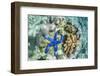 Underwater View of the Reef on Pulau Lintang Island, Anambas Archipelago, Indonesia, Southeast Asia-Michael Nolan-Framed Photographic Print