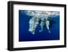 Underwater View of the Young Couple Having Fun and Jumping into the Clear Sea from a Boat-Dudarev Mikhail-Framed Photographic Print