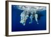 Underwater View of the Young Couple Having Fun and Jumping into the Clear Sea from a Boat-Dudarev Mikhail-Framed Photographic Print