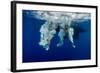 Underwater View of the Young Couple Having Fun and Jumping into the Clear Sea from a Boat-Dudarev Mikhail-Framed Photographic Print