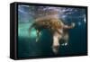 Underwater View of Walrus, Hudson Bay, Nunavut, Canada-Paul Souders-Framed Stretched Canvas