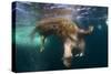 Underwater View of Walrus, Hudson Bay, Nunavut, Canada-Paul Souders-Stretched Canvas