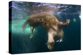 Underwater View of Walrus, Hudson Bay, Nunavut, Canada-Paul Souders-Stretched Canvas