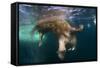 Underwater View of Walrus, Hudson Bay, Nunavut, Canada-Paul Souders-Framed Stretched Canvas