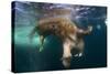 Underwater View of Walrus, Hudson Bay, Nunavut, Canada-Paul Souders-Stretched Canvas