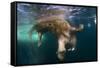 Underwater View of Walrus, Hudson Bay, Nunavut, Canada-Paul Souders-Framed Stretched Canvas