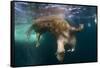 Underwater View of Walrus, Hudson Bay, Nunavut, Canada-Paul Souders-Framed Stretched Canvas