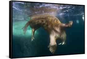 Underwater View of Walrus, Hudson Bay, Nunavut, Canada-Paul Souders-Framed Stretched Canvas