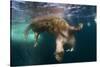 Underwater View of Walrus, Hudson Bay, Nunavut, Canada-Paul Souders-Stretched Canvas