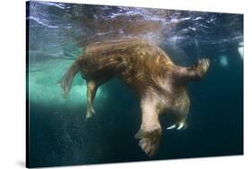 Underwater View of Walrus, Hudson Bay, Nunavut, Canada-Paul Souders-Stretched Canvas