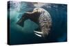 Underwater View of Walrus, Hudson Bay, Nunavut, Canada-Paul Souders-Stretched Canvas