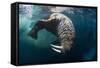 Underwater View of Walrus, Hudson Bay, Nunavut, Canada-Paul Souders-Framed Stretched Canvas