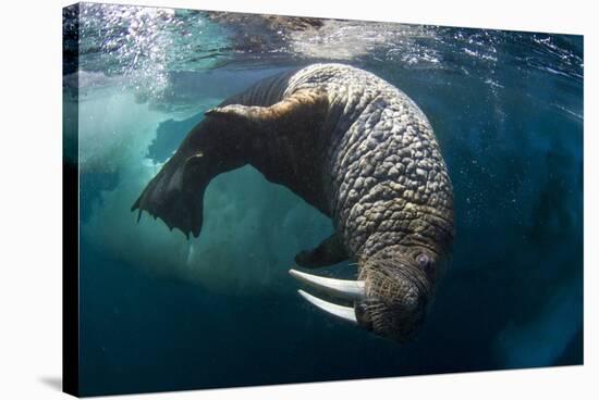 Underwater View of Walrus, Hudson Bay, Nunavut, Canada-Paul Souders-Stretched Canvas