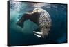 Underwater View of Walrus, Hudson Bay, Nunavut, Canada-Paul Souders-Framed Stretched Canvas