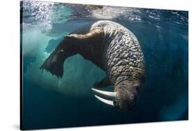 Underwater View of Walrus, Hudson Bay, Nunavut, Canada-Paul Souders-Stretched Canvas