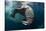 Underwater View of Walrus, Hudson Bay, Nunavut, Canada-Paul Souders-Stretched Canvas