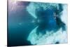 Underwater View of Walrus, Hudson Bay, Nunavut, Canada-Paul Souders-Stretched Canvas