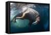 Underwater View of Walrus, Hudson Bay, Nunavut, Canada-Paul Souders-Framed Stretched Canvas